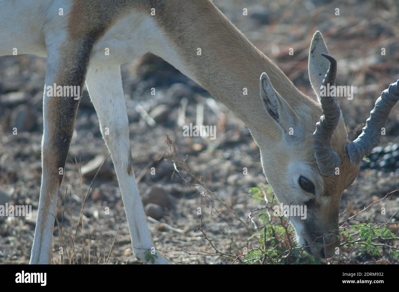 Male blackbuck Antilope cervicapra feeding in Devalia. Gir Sanctuary