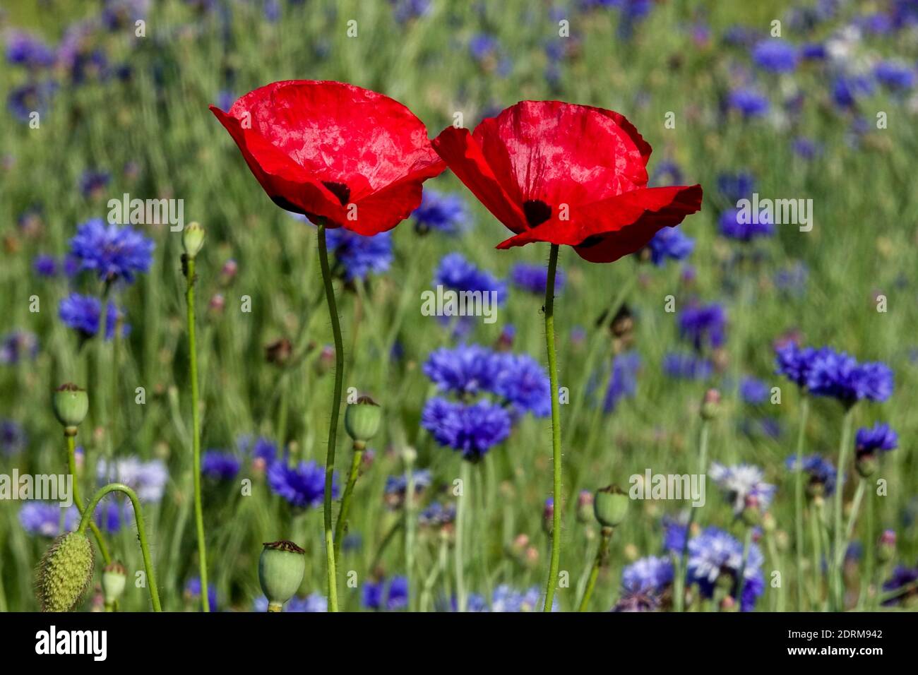 Papaver rhoeas in Summer flower meadow Red Flowers Poppies Corn poppy Blue red Meadow Blooming Corn Poppy Stock Photo