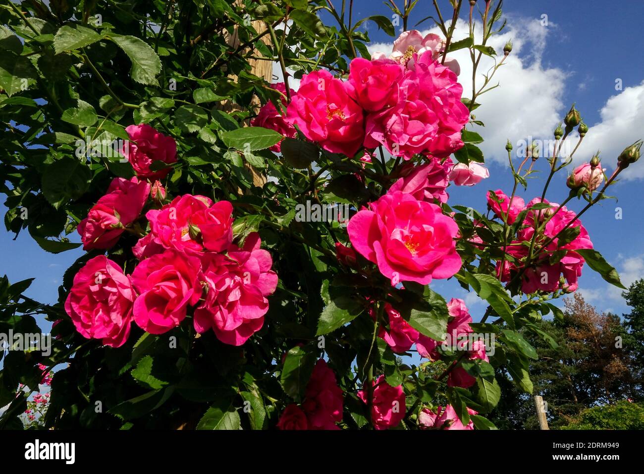 Red Rose bush Roses Rosa "Mary Wallace", Rose Red garden roses perennial shrub, Scrambling