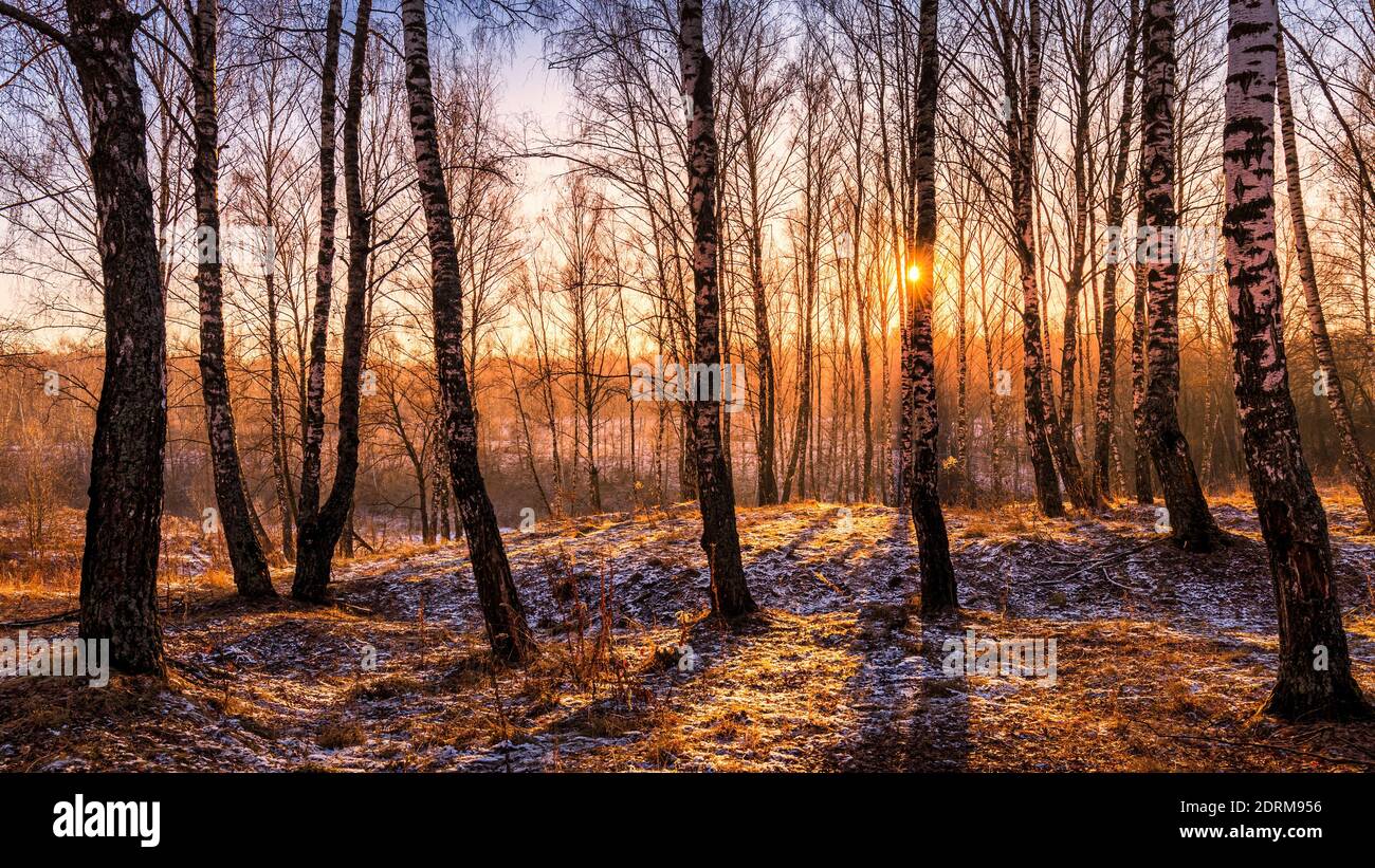 Sunset or sunrise in a birch grove with the first winter snow on earth ...