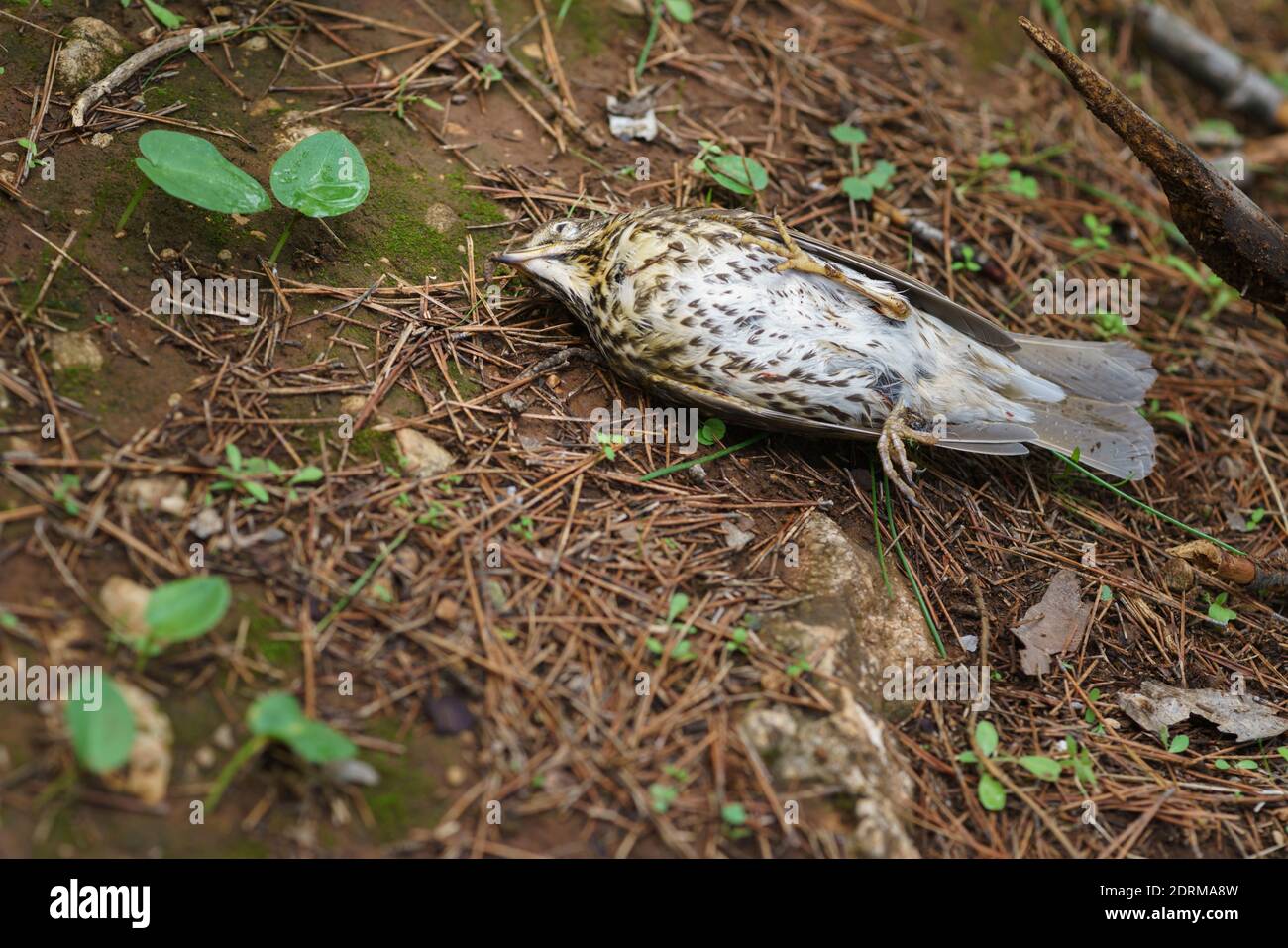 Song thrush (Turdus philomelos) killed by hunters' shotgun fire during their migration in the Iberian Peninsula, Malaga. Andalusia, Spain Stock Photo