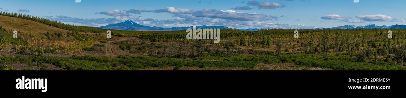 Vast forest of young trees with Volcano in background Stock Photo