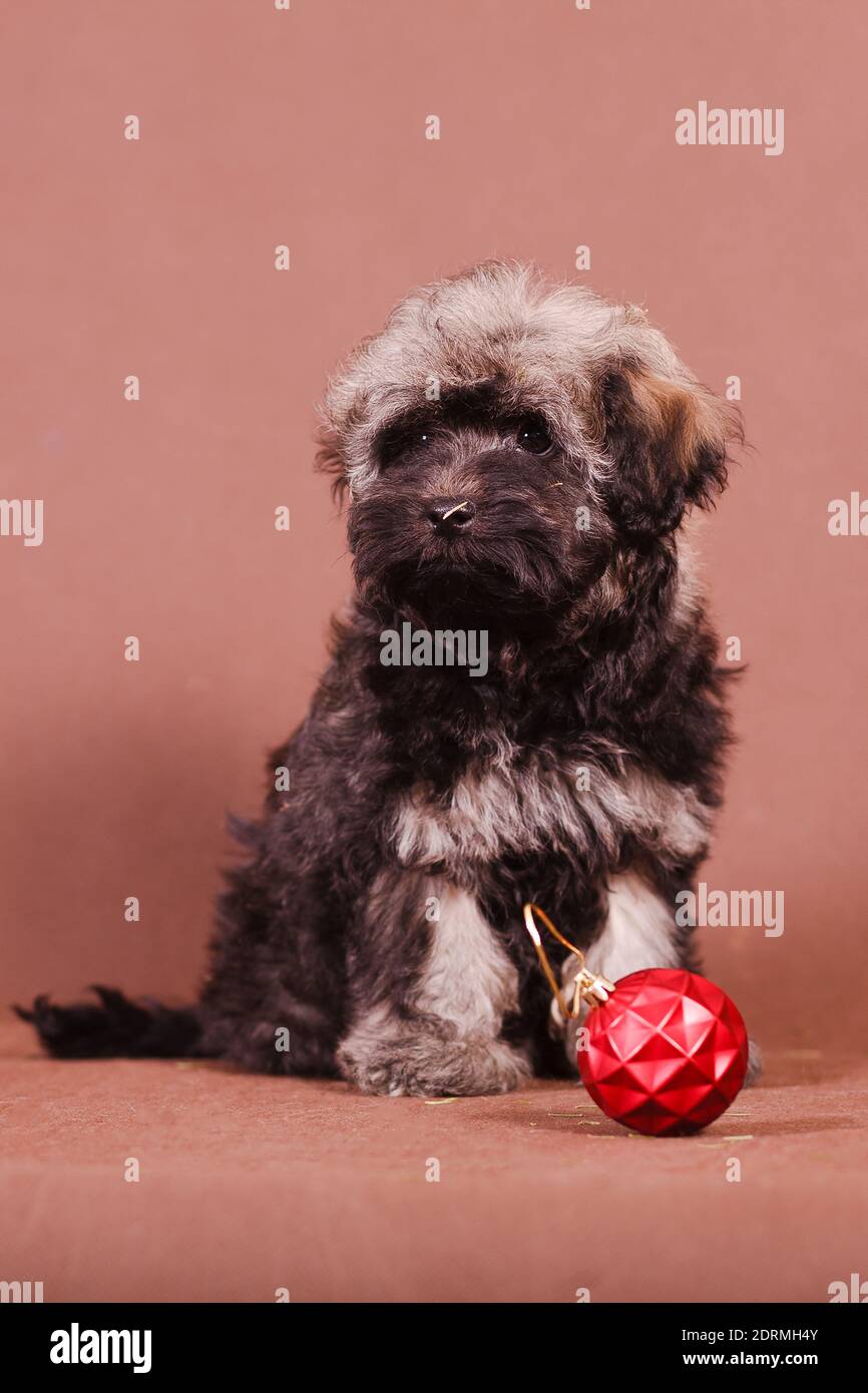 Puppy breed Russian colored lapdog with a New Year's ball on a brown background Stock Photo