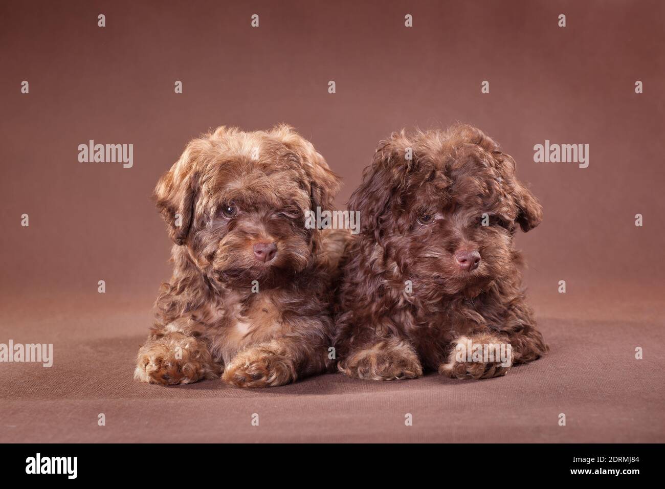 Two Brown Puppies Of The Russian Colored Lapdog Breed On A Brown Background Stock Photo Alamy