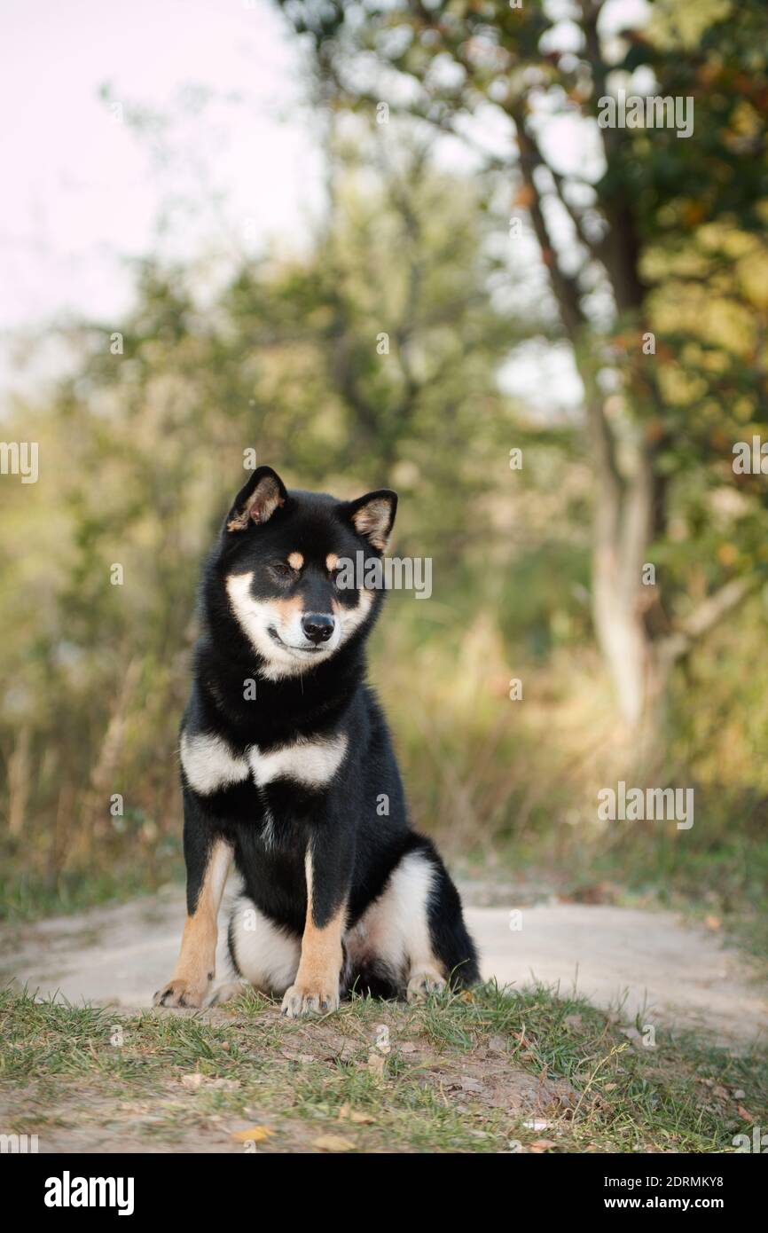 Black And Tan Dog Japanese Shiba Inu Breed Outdoors In Autumn Sits Against A Background Of A Tree In Blur Stock Photo Alamy