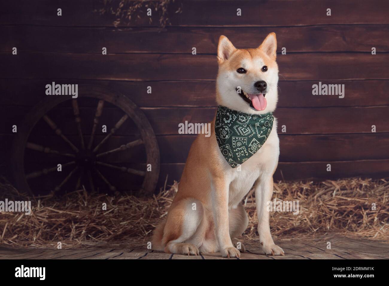 Beautiful red-haired shiba inu dog in a bandana sitting on a rustic  background with a wheel indoors in the studio Stock Photo - Alamy