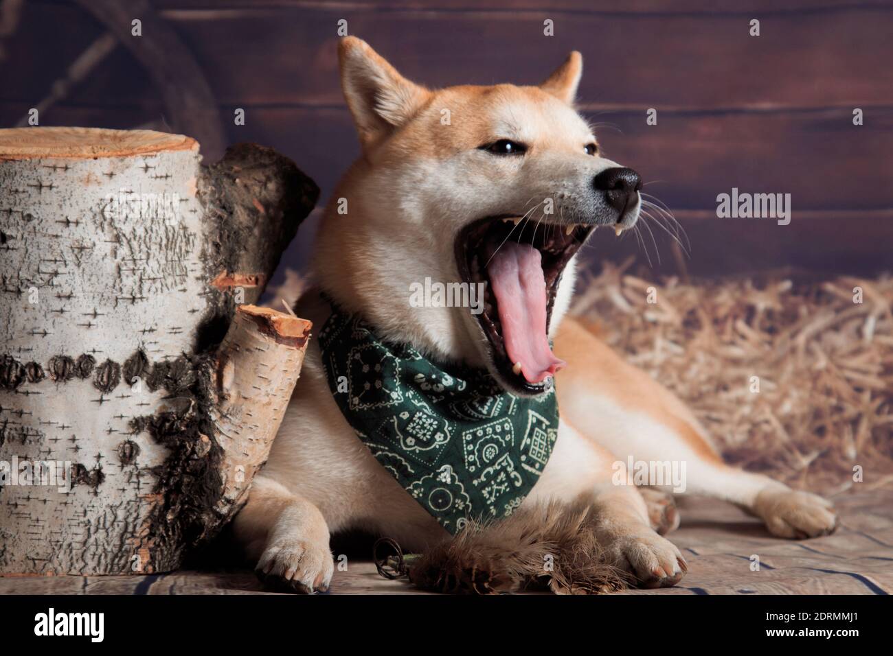 Red-haired shiba inu dog in a bandana, lies and yawns next to a stump in  the studio Stock Photo - Alamy