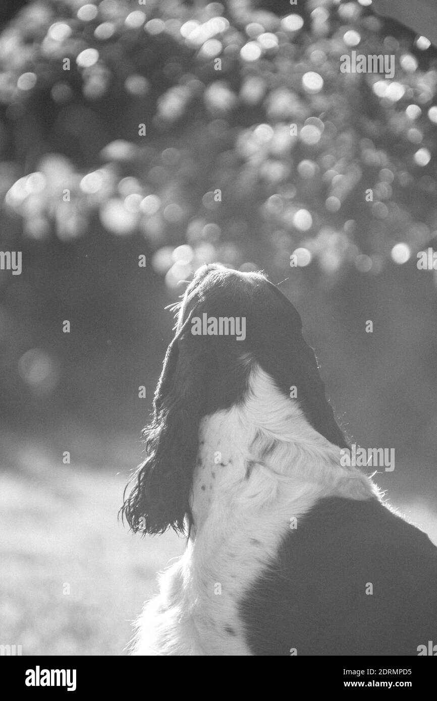 Black and white photo of a dreamy Springer Spaniel dog outdoors with sun and glare Stock Photo
