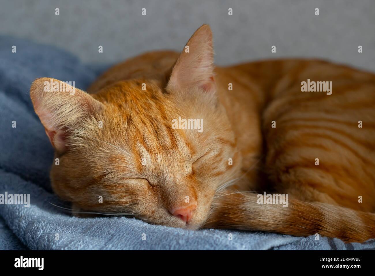 the ginger cat sleeping in the bed Stock Photo - Alamy