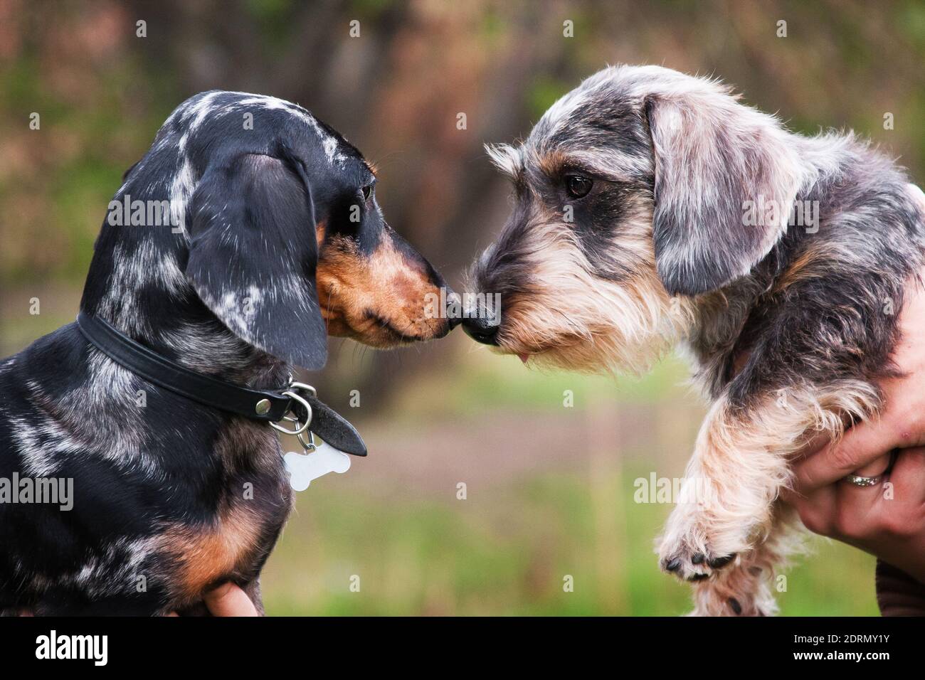 Two dachshunds, wirehaired and marbled, are friends and sniff each