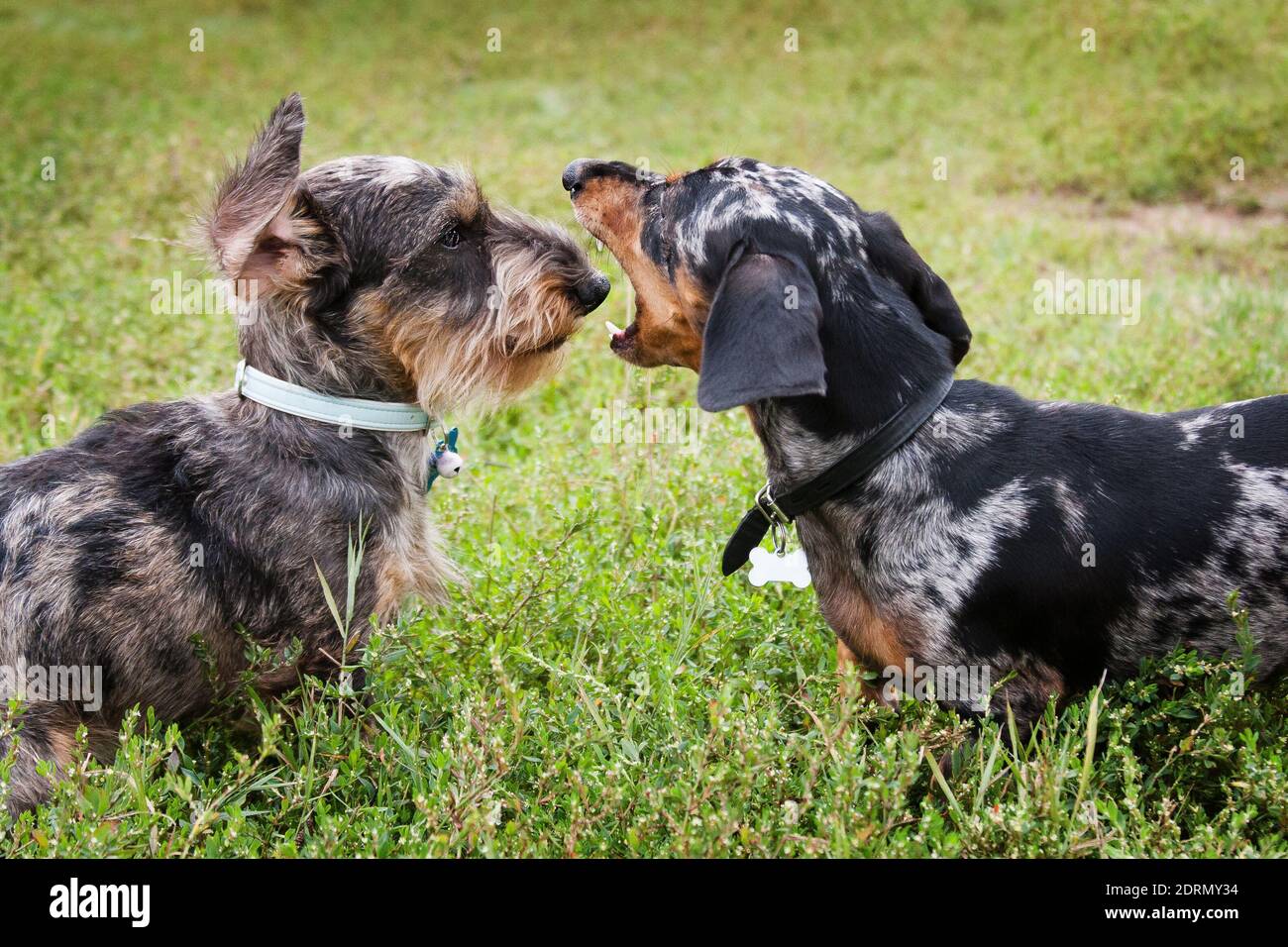 Short haired dachshunds hires stock photography and images Alamy