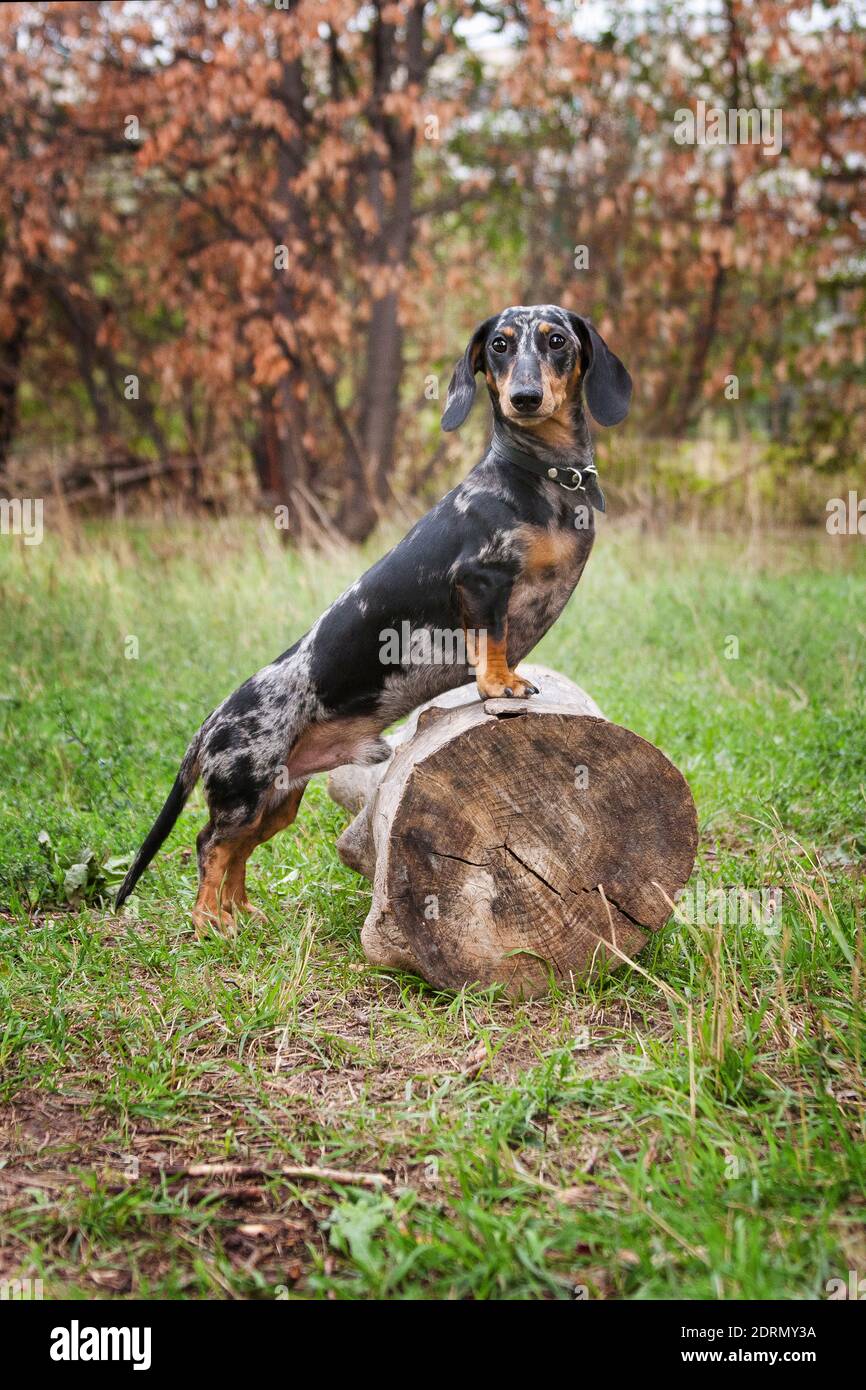 Portrait of a dog of breed Dachshund, marbled color, outdoors in an upright position leaning on a stump Stock Photo