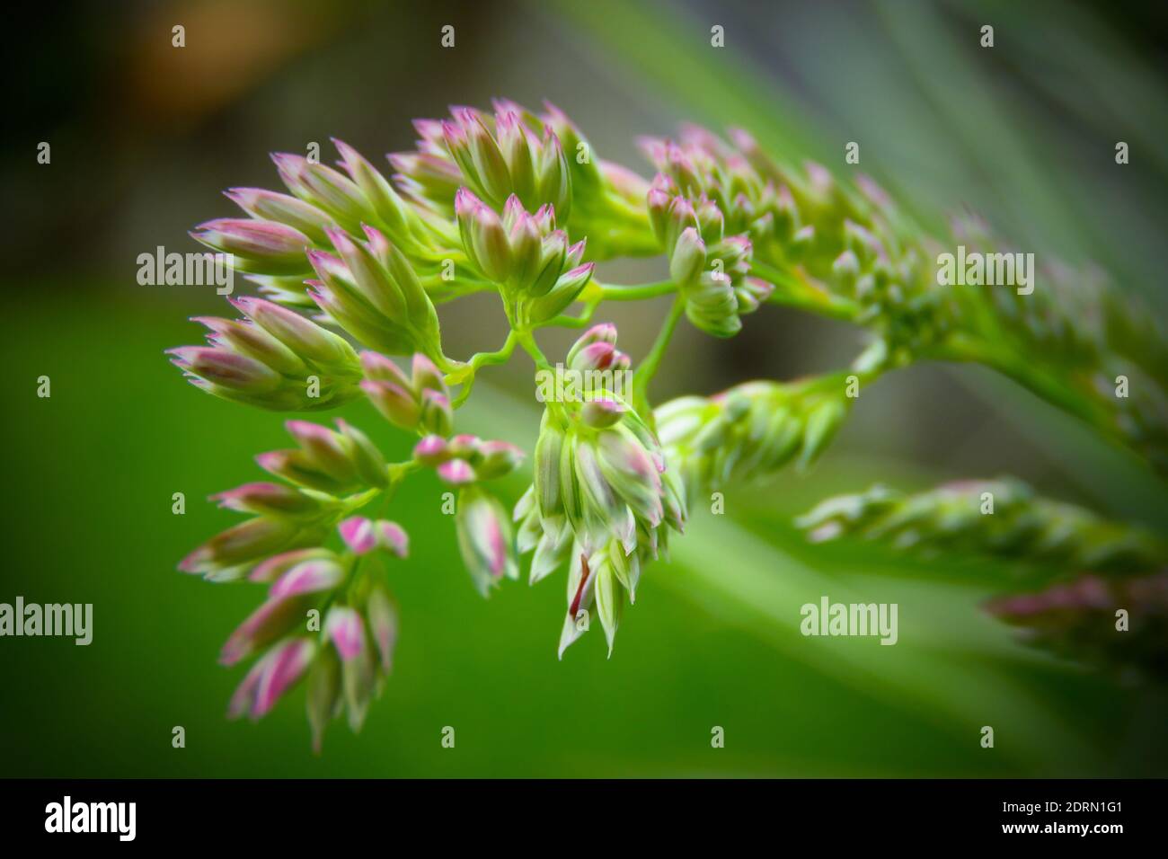 Close-up Of Flowering Plant Stock Photo