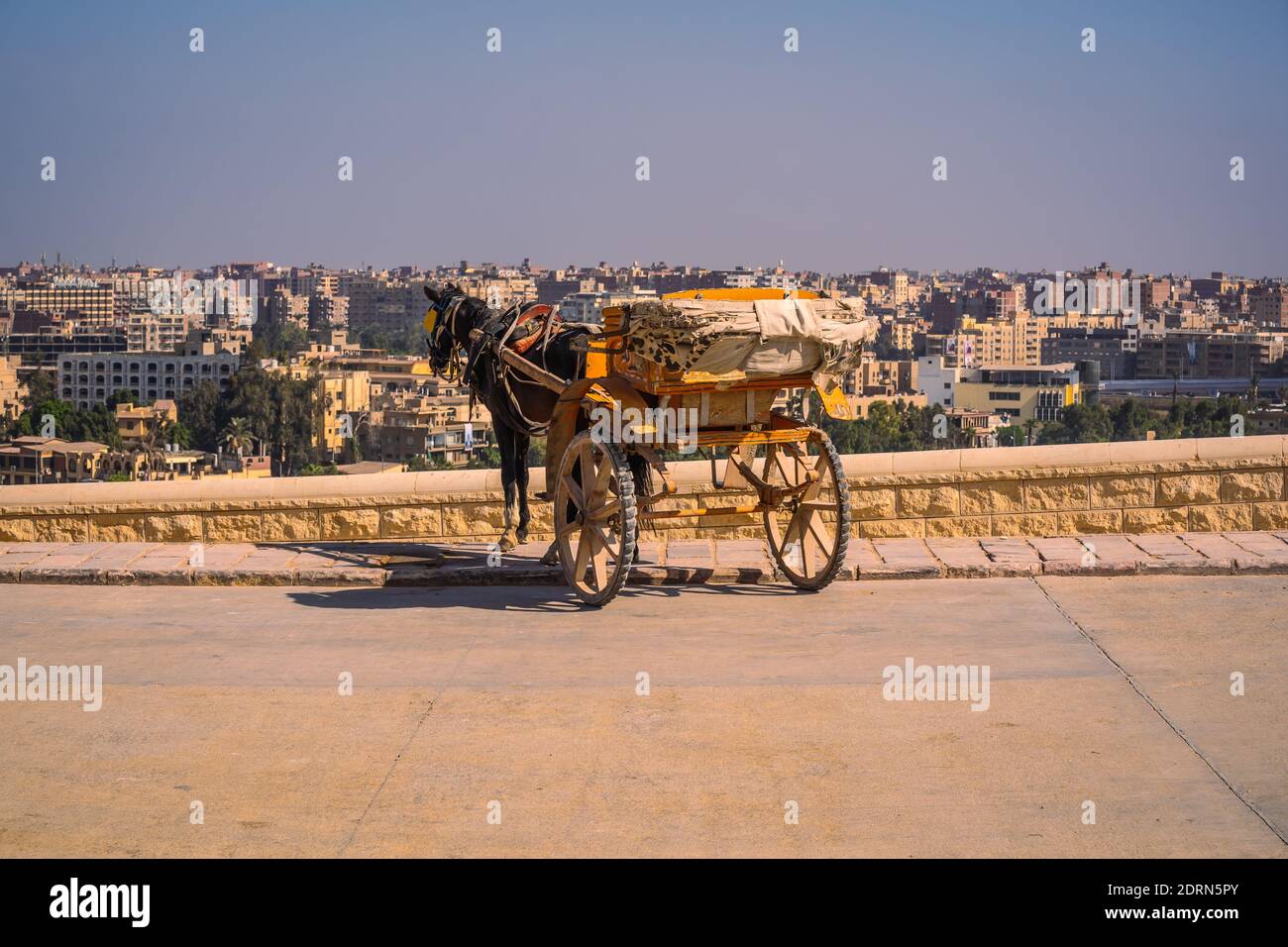 A tour horse on a pavement overlooking a city in Egypt against a clear blue sky Stock Photo Alamy
