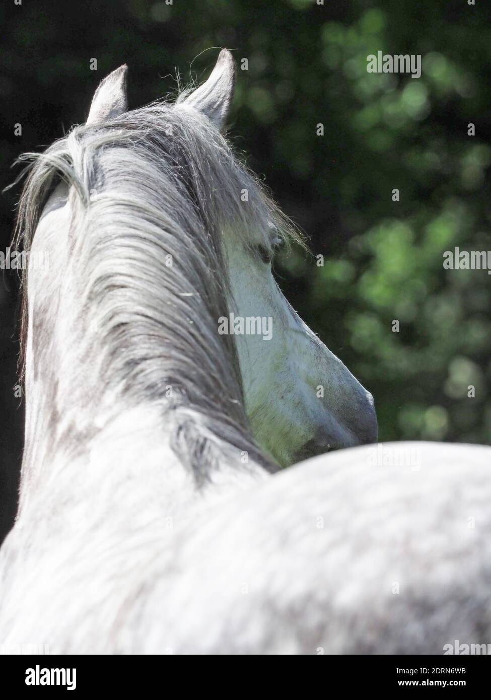 A grey horse shot from the back showing the spine, neck and mane Stock Photo