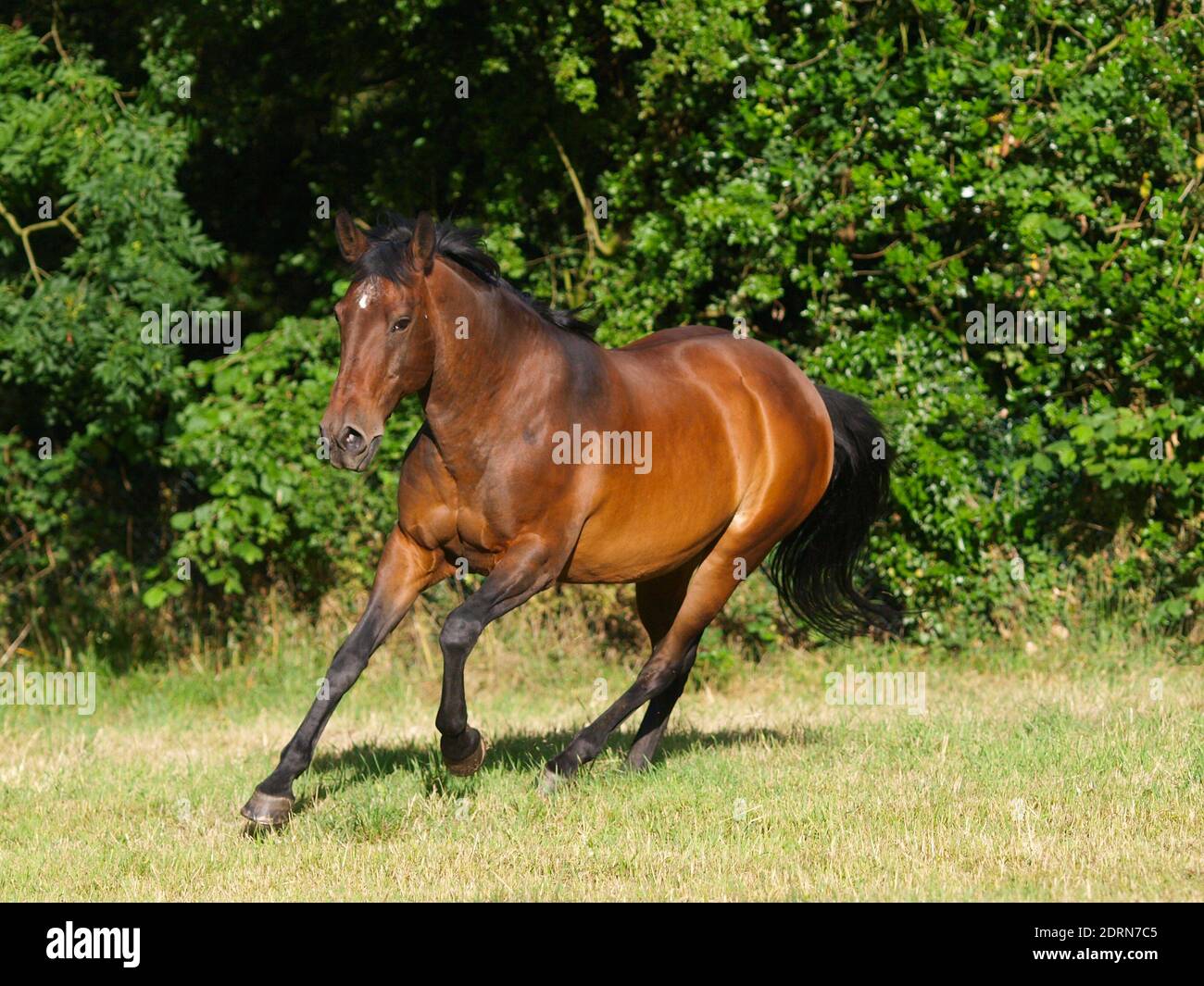 A young bay Spanish horse plays and canters around a paddock. Stock Photo