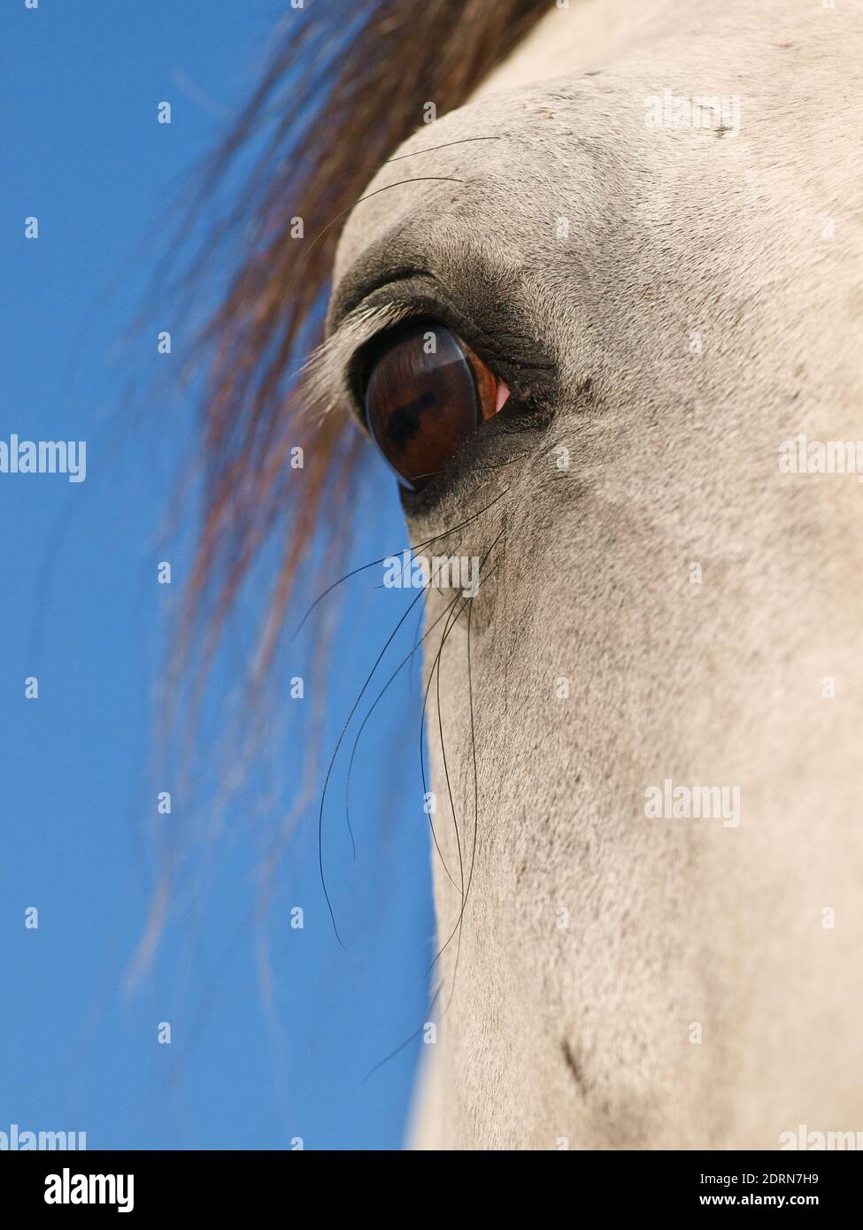 A close up of the eye and side of the face of a grey horse. Stock Photo