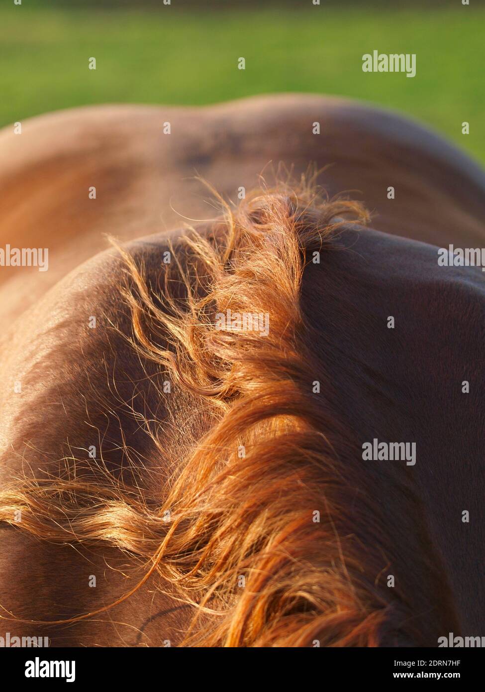 A close up shot of the neck, withers and back of a rare breed Suffolk Punch horse. Stock Photo