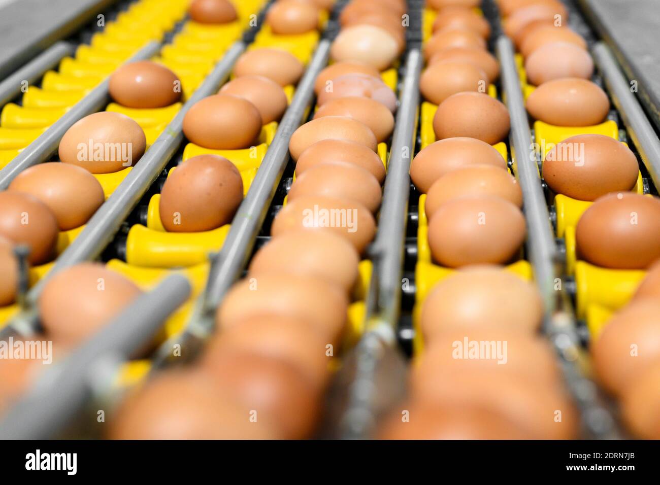 Chicken eggs move along a conveyor in a poultry farm. Food industry