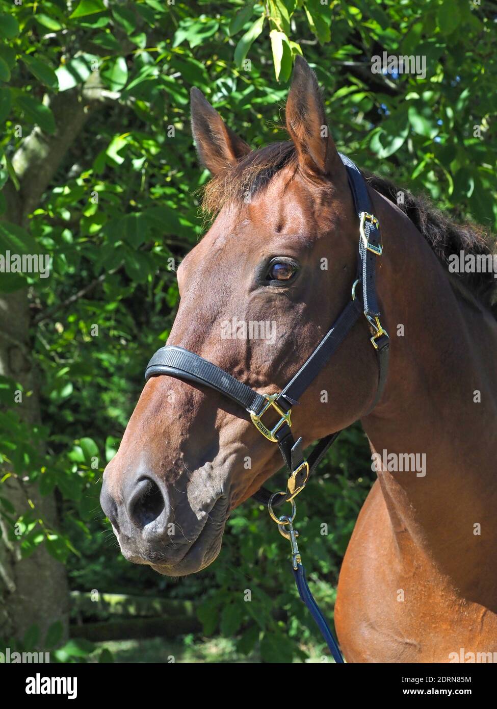 A head shot of a pretty bay horse in a head collar. Stock Photo