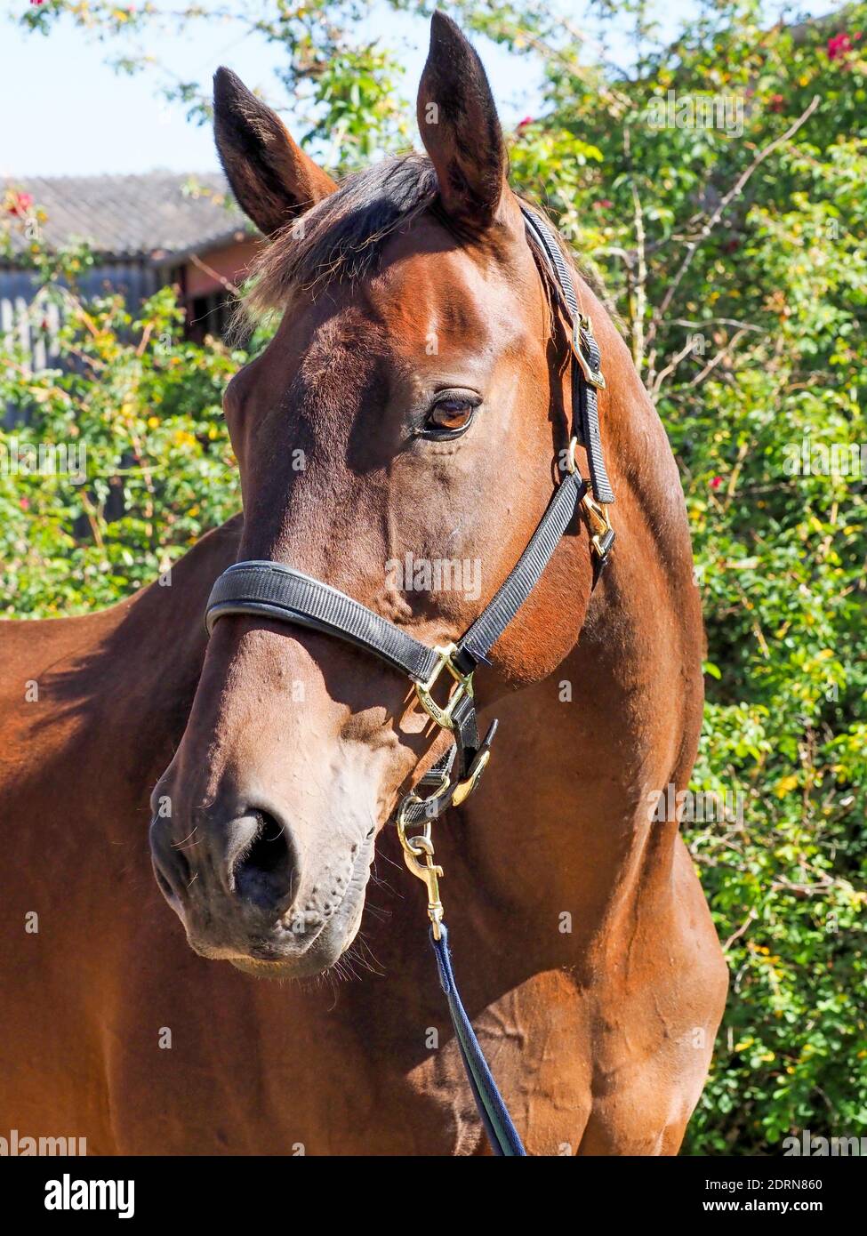 A head shot of a pretty bay horse in a head collar. Stock Photo
