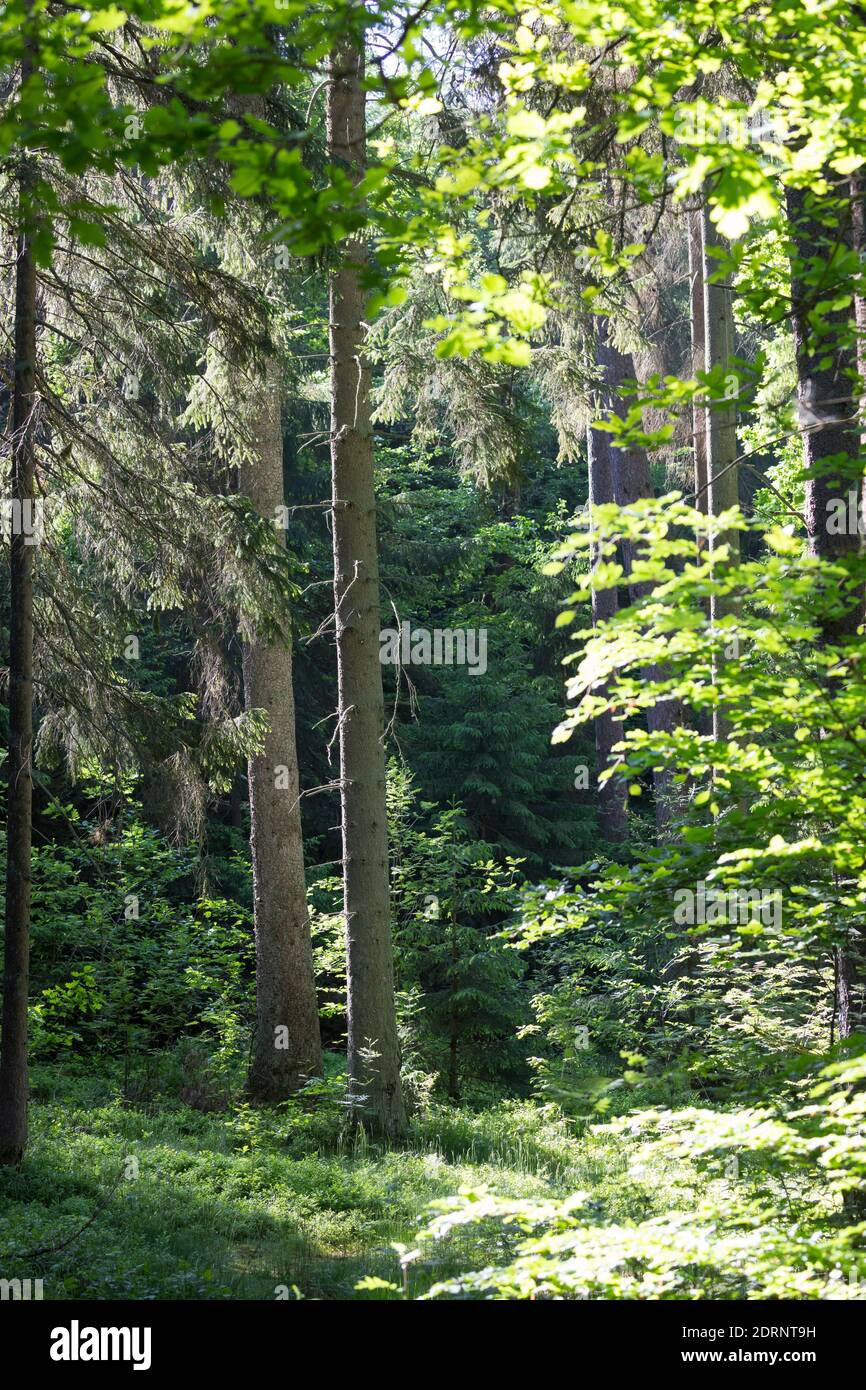 Fichtenwald, Nadelwald, Mischwald, Wald, Fichte, Fichten, Gewöhnliche Fichte, Rot-Fichte, Rotfichte, Picea abies, Spruce, Common Spruce, Norway spruce Stock Photo