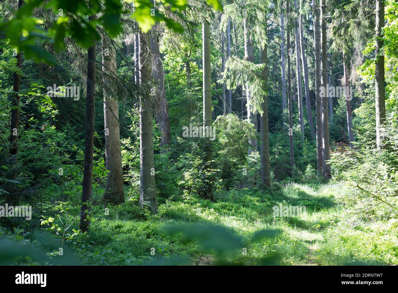 Fichtenwald, Nadelwald, Mischwald, Wald, Fichte, Fichten, Gewöhnliche Fichte, Rot-Fichte, Rotfichte, Picea abies, Spruce, Common Spruce, Norway spruce Stock Photo