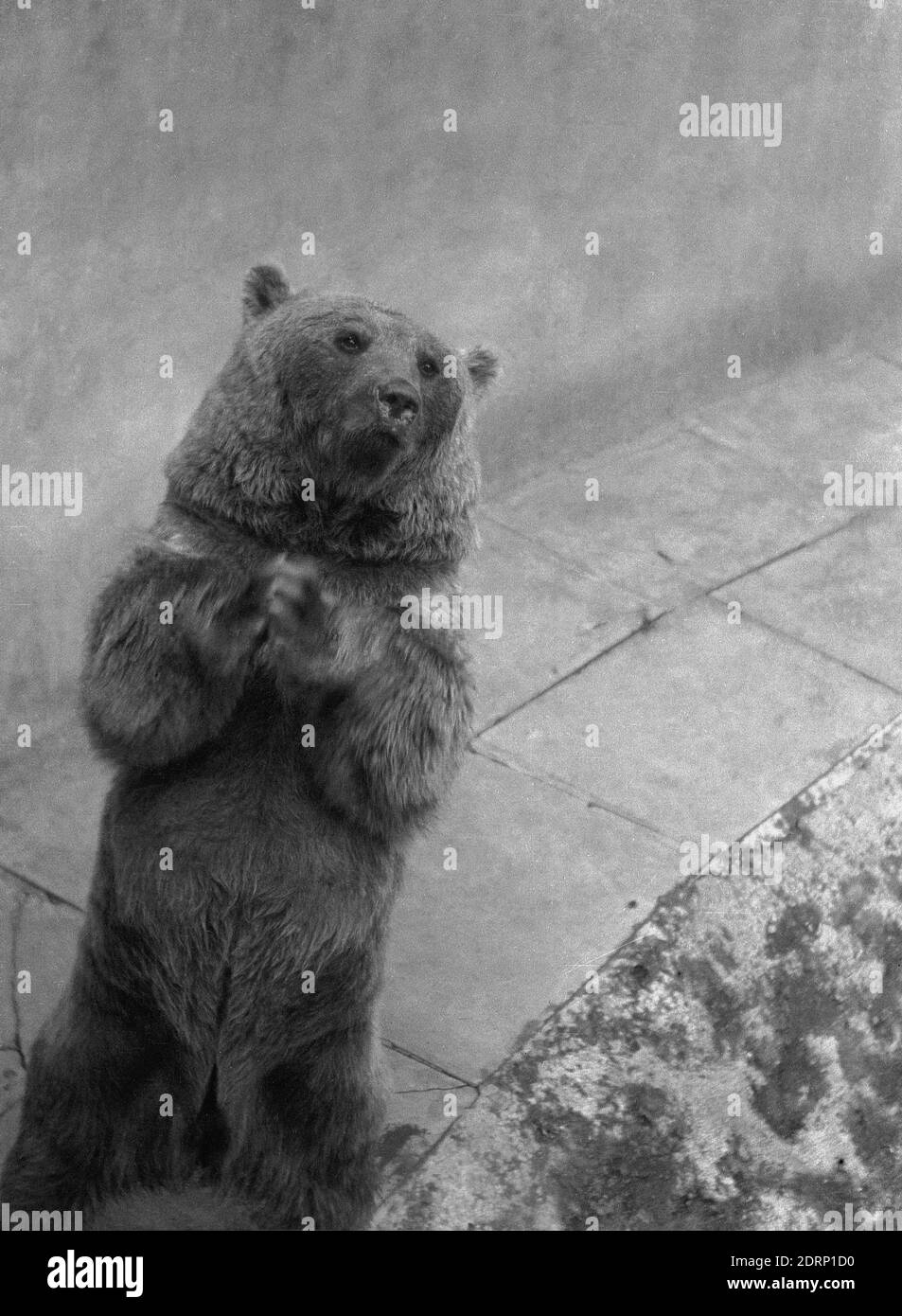 1946, historical, inside his concrete enclosure, a bear standing on his hind legs, his paws clasped together and with a soulful look on his face, Dudley Zoo, England, UK.  Opened in 1937, the zoo covered over 40 acres, much of which was densely-wooded in the grounds of Dudley Castle. The architects of the zoo used reinforced concrete for the animals enclosures and buildings in a design, known as Tectons, cement constructions that matched the natural curves of the area's wooded landscape. Stock Photo