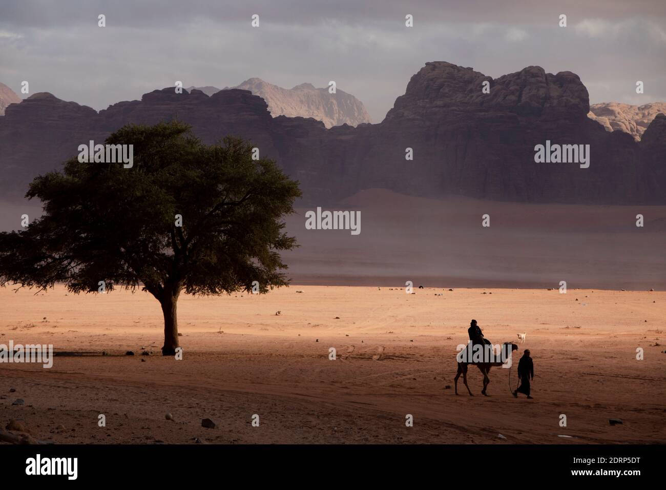 Camel in Wadi Rum desert, just a few weeks before the global lockdown due to the pandemic Stock Photo