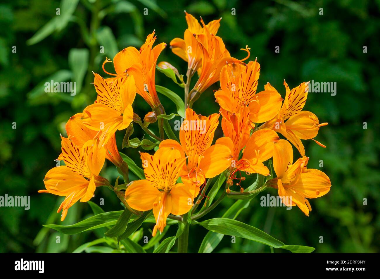 Lilium pumilum (lily) an orange spring summer flower plant stock photo image Stock Photo