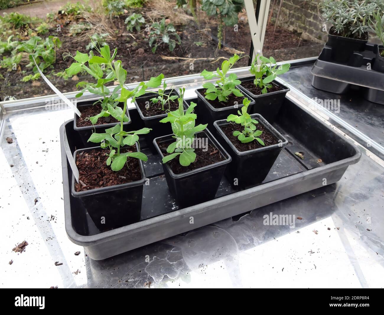 Seedling in an allotment greenhouse plastic tray showing new growth ready to be planted out in the vegetable garden Stock Photo