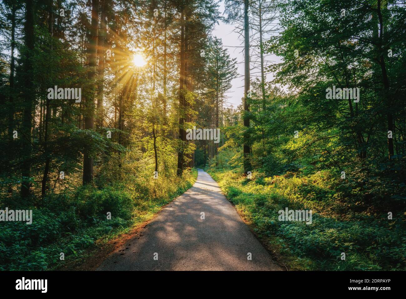 Lonely forest road in middle hi-res stock photography and images - Alamy