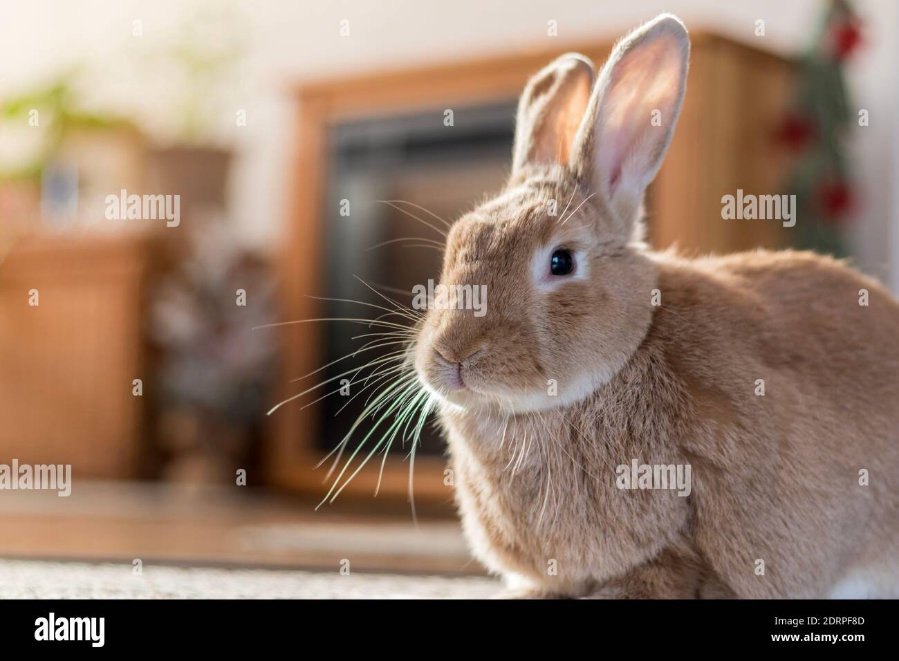 Rufus bunny rabbit poses left in home warm tones mature house rabbit ...