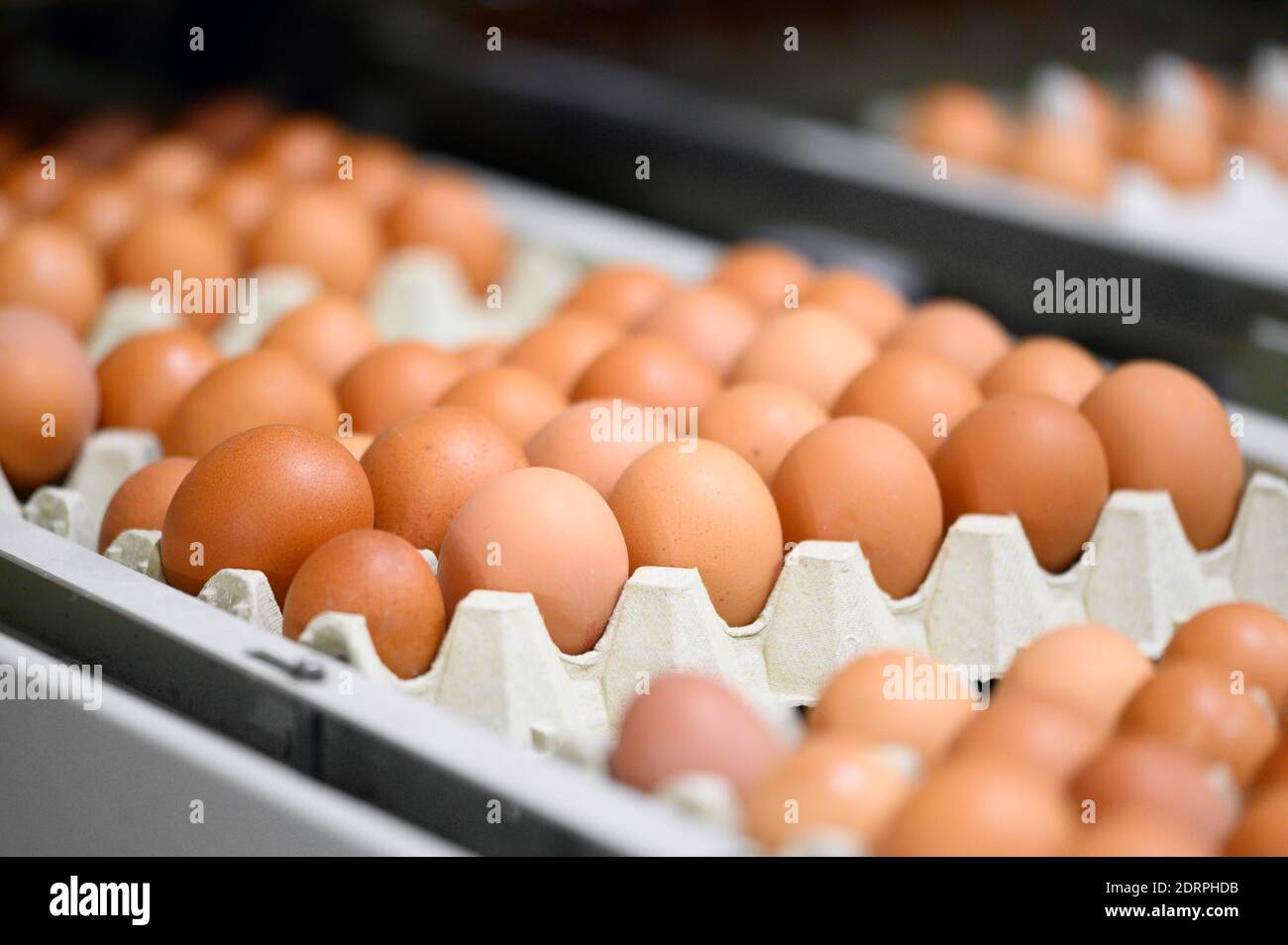 Chicken eggs move along a conveyor in a poultry farm. Food industry