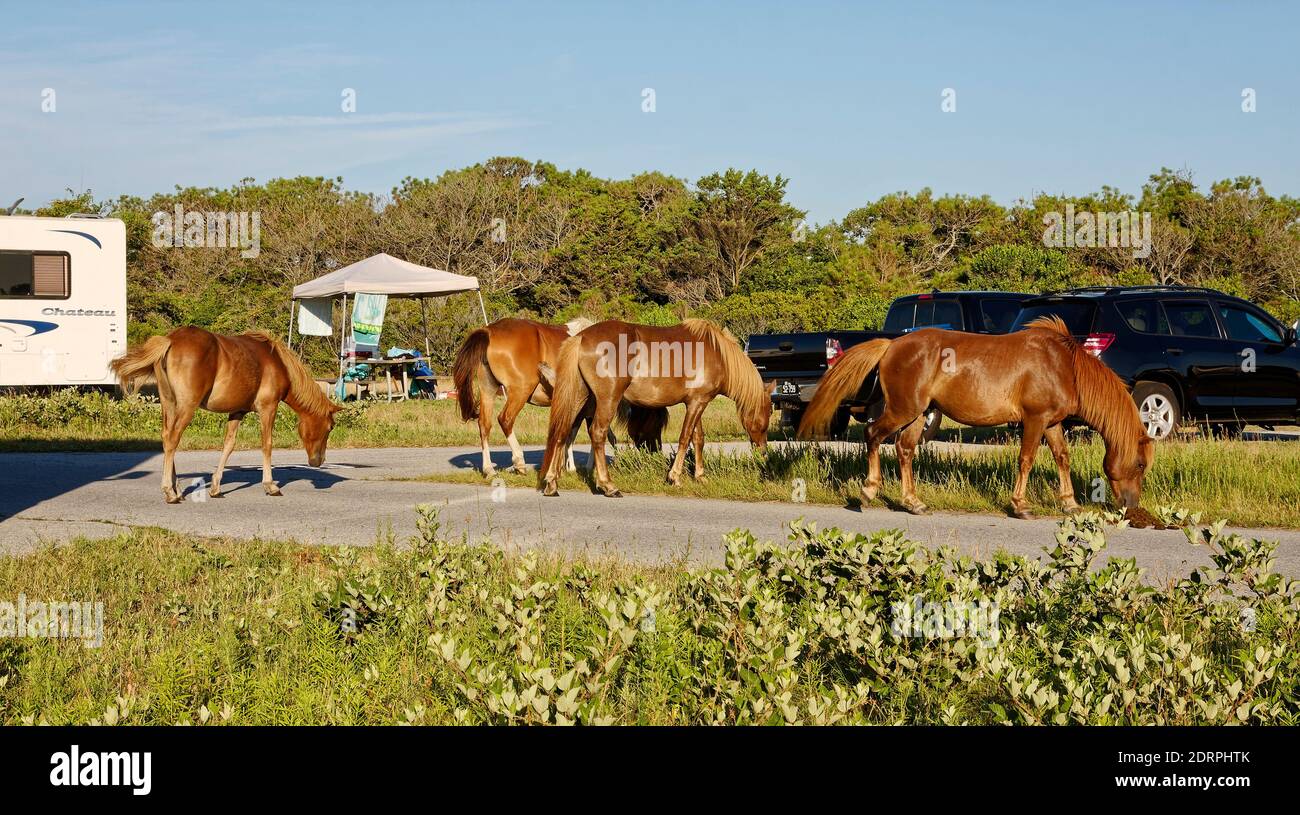 4 wild horses; animals; campsite, campground; grazing, smelling feces