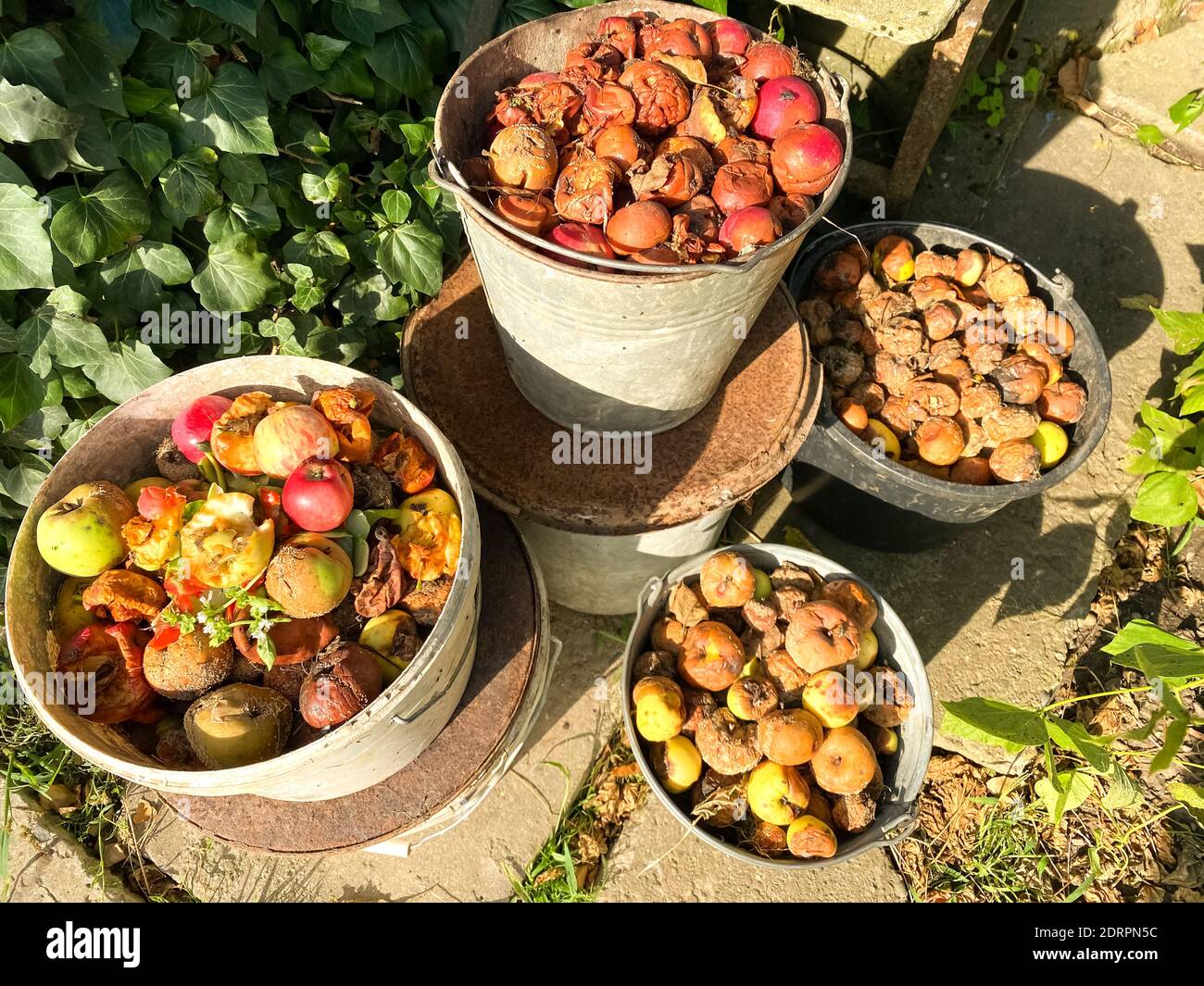 Organic biodegradable waste containers with food waste and vegetable leftovers, garden compost pit for making compost. Composting at home concept Stock Photo