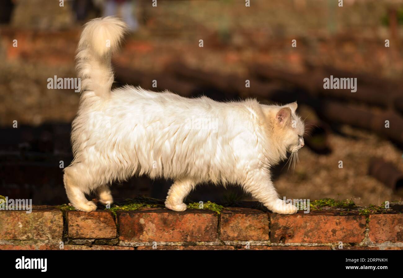 White fluffy cat walking on the red brick wall Stock Photo