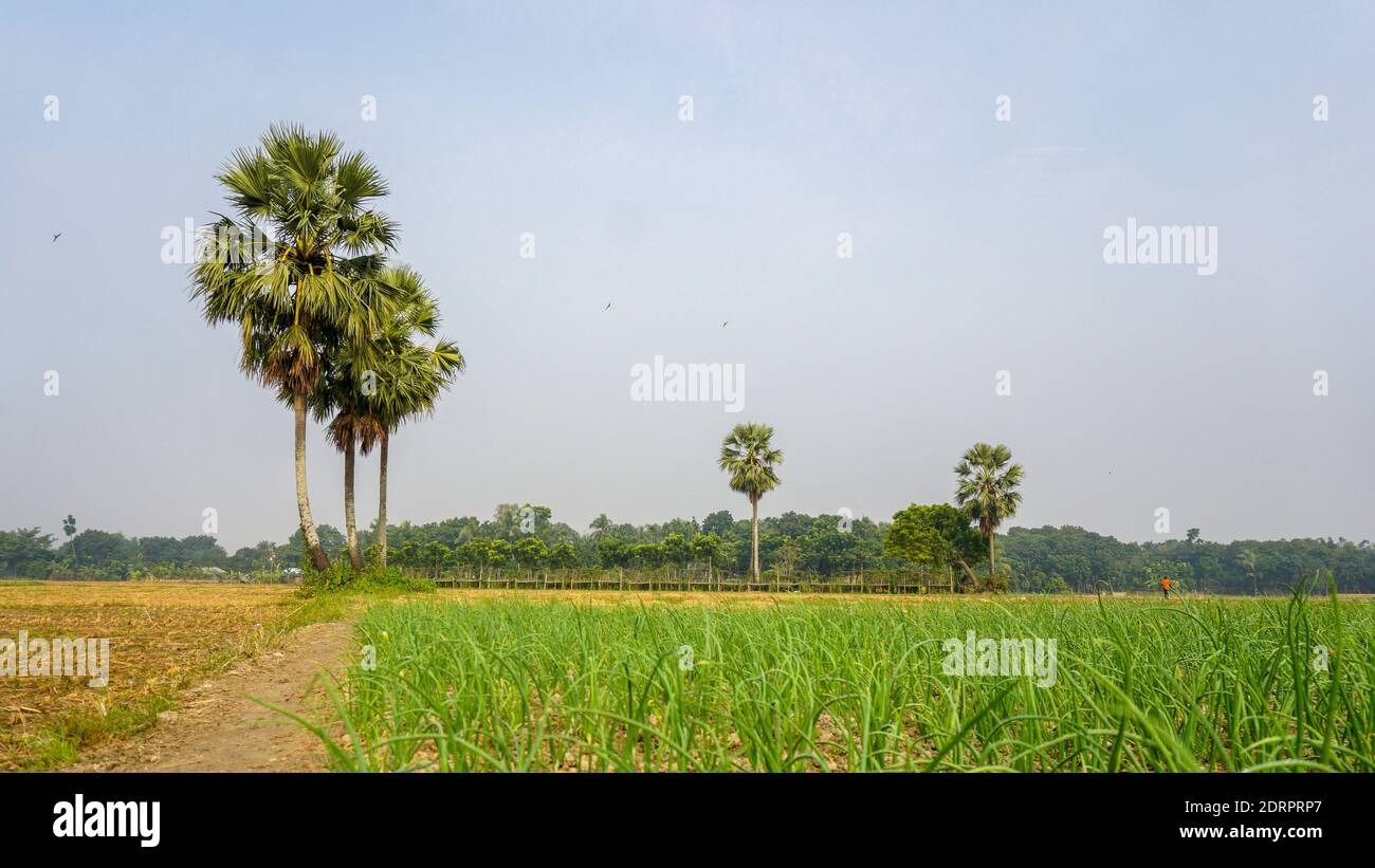 An beautiful Natural landscape of the Bangladesh. Bangladesh Rice ...