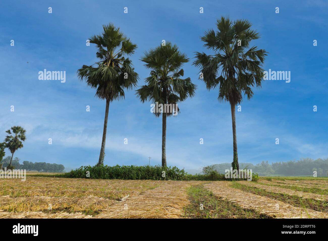 beautiful Natural landscape of the Bangladesh. Three palm trees stand