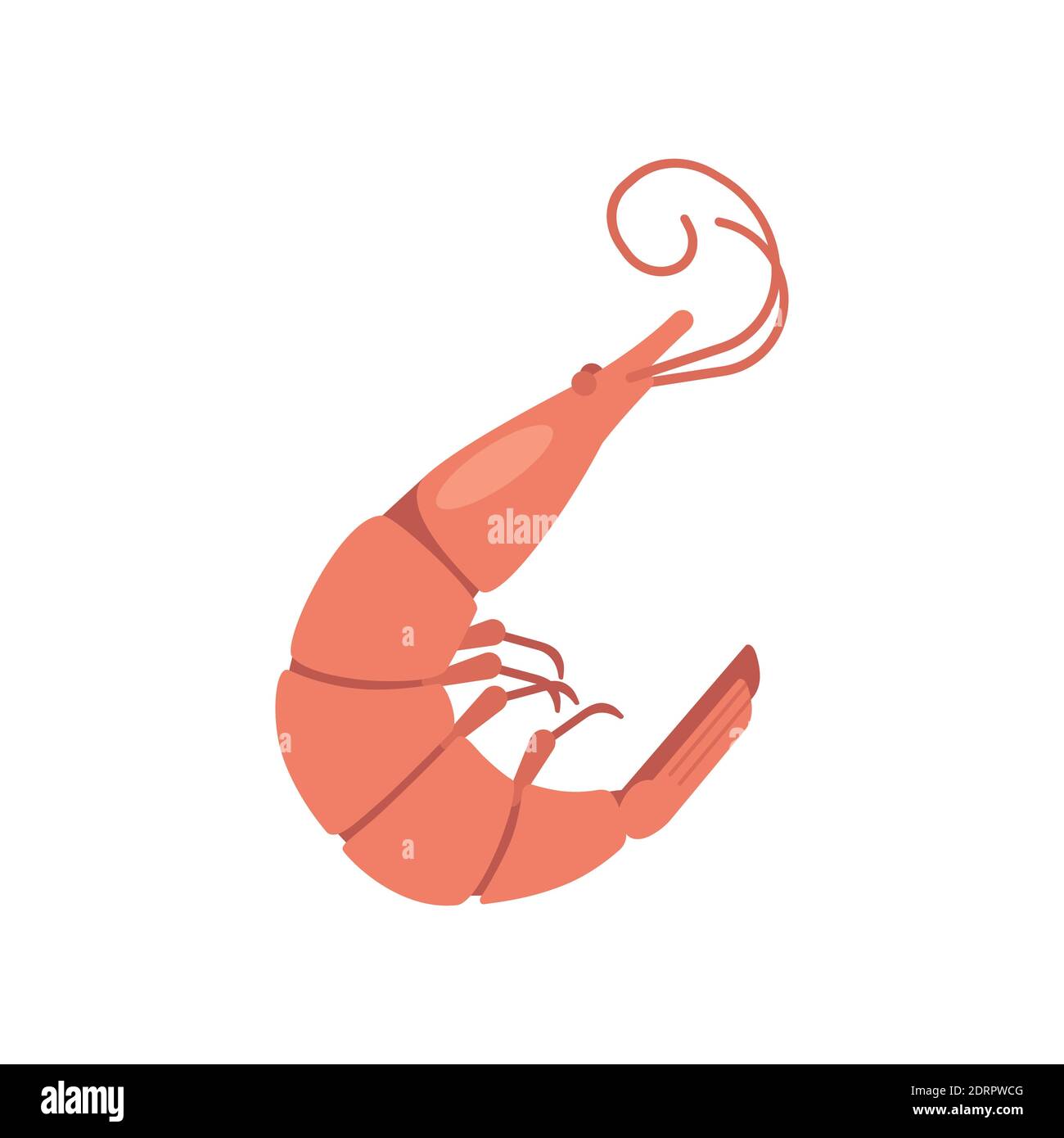 Whole shrimp on white background. Vector illustration in trendy flat ...