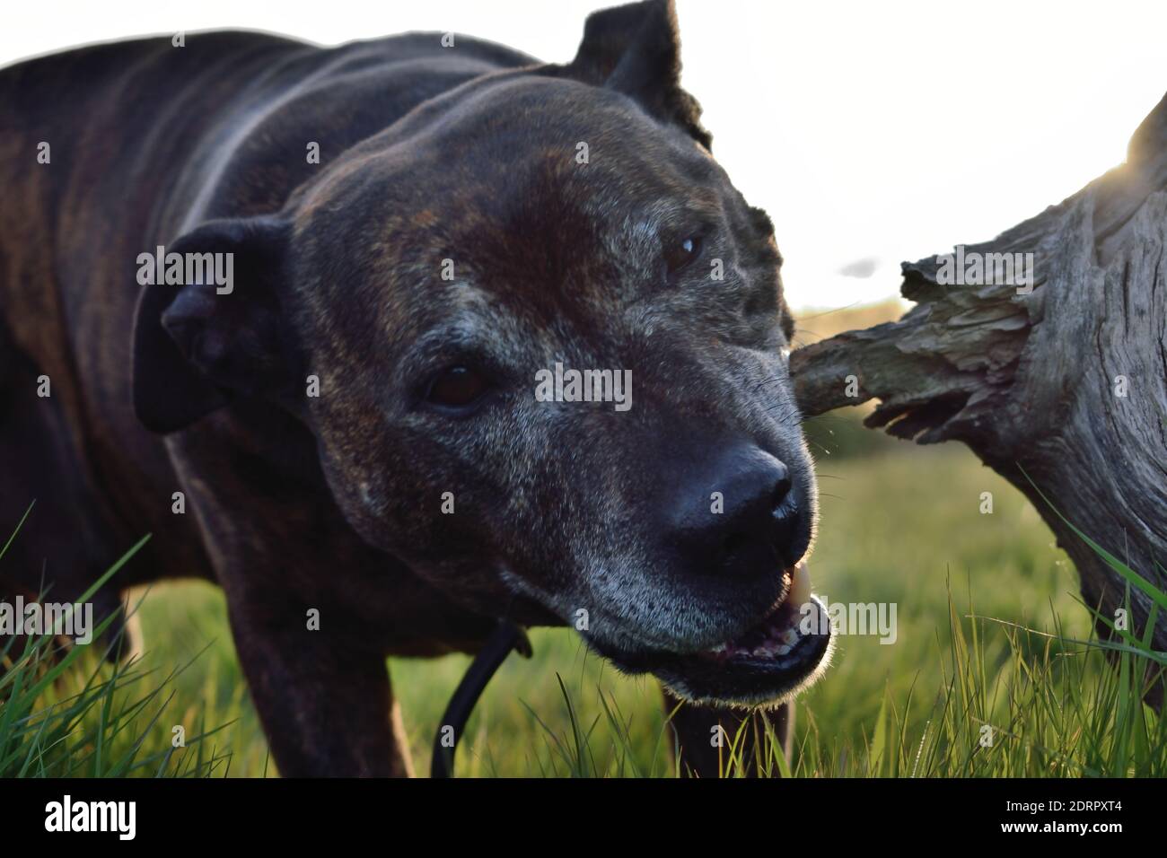 Staffordshire Bull Terrier Chewing on Wood Stock Photo Alamy