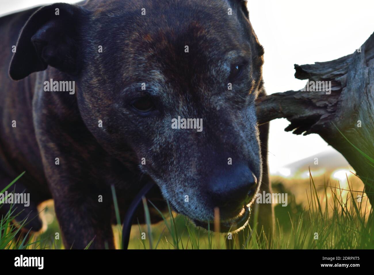 Staffordshire Bull Terrier Chewing on Wood Stock Photo Alamy
