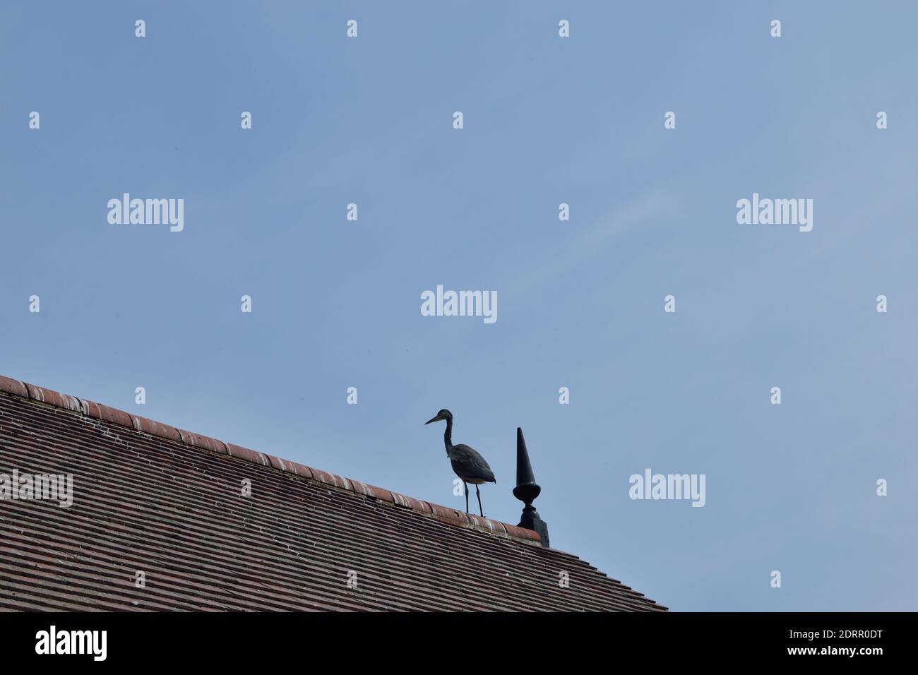 Grey Heron on Roof Stock Photo
