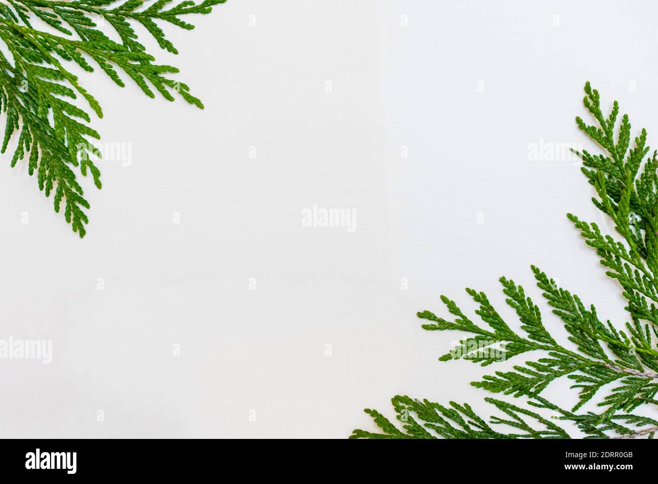 white background with a green twigs of thuja on the sides Stock Photo