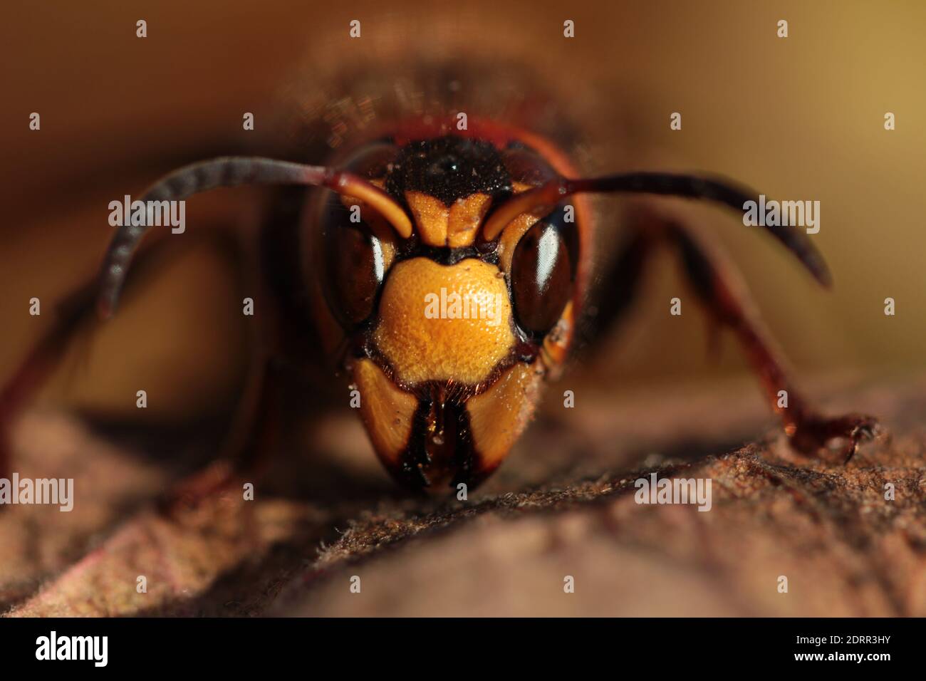 Close up wasp face, horizontal orientation, macro  Stock Photo