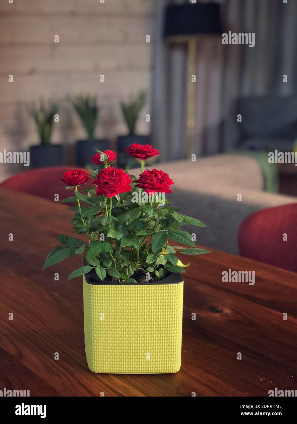 Close-up Of Potted Plant On Table Stock Photo