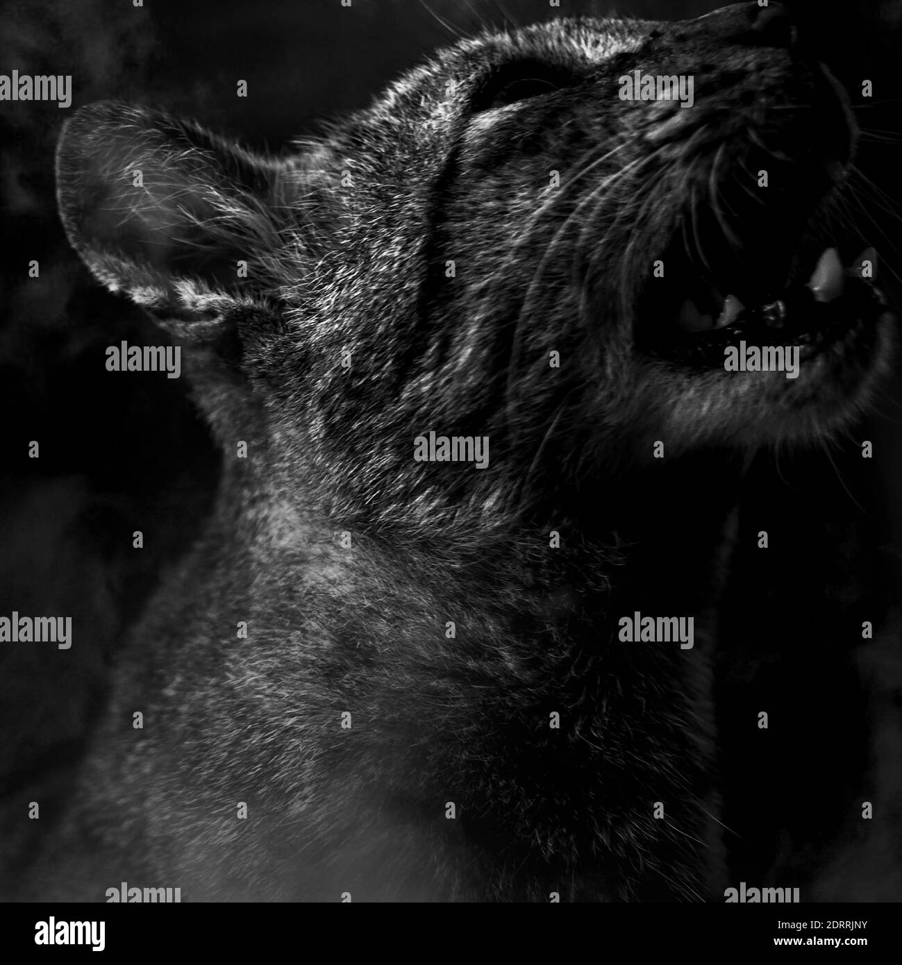 Cat screaming hires stock photography and images Alamy