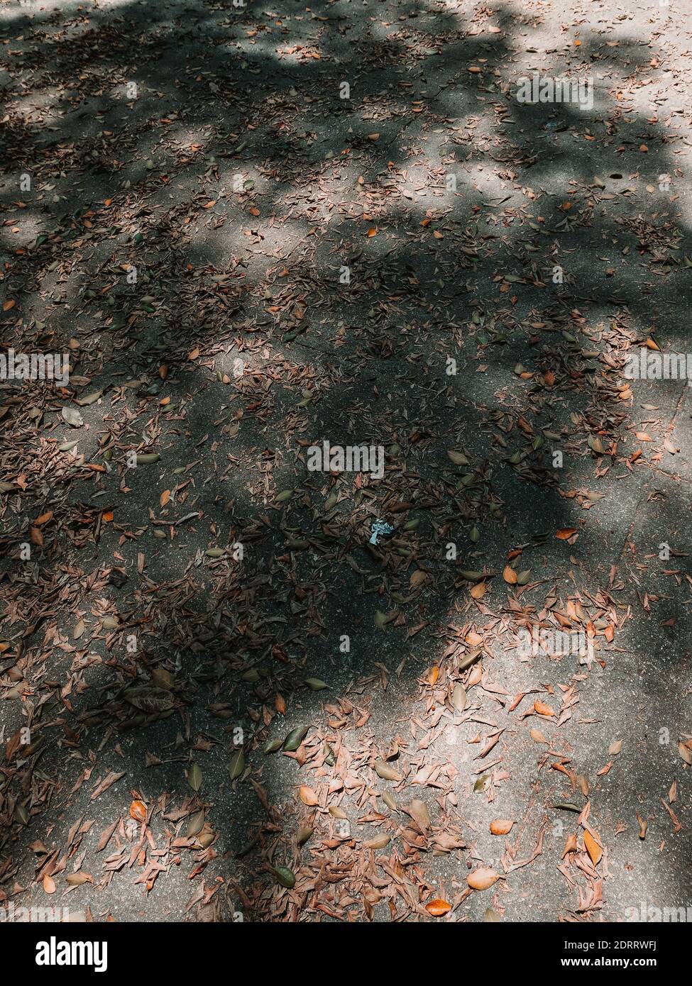 A vertical shot of tree shadows on the ground covered with fallen ...
