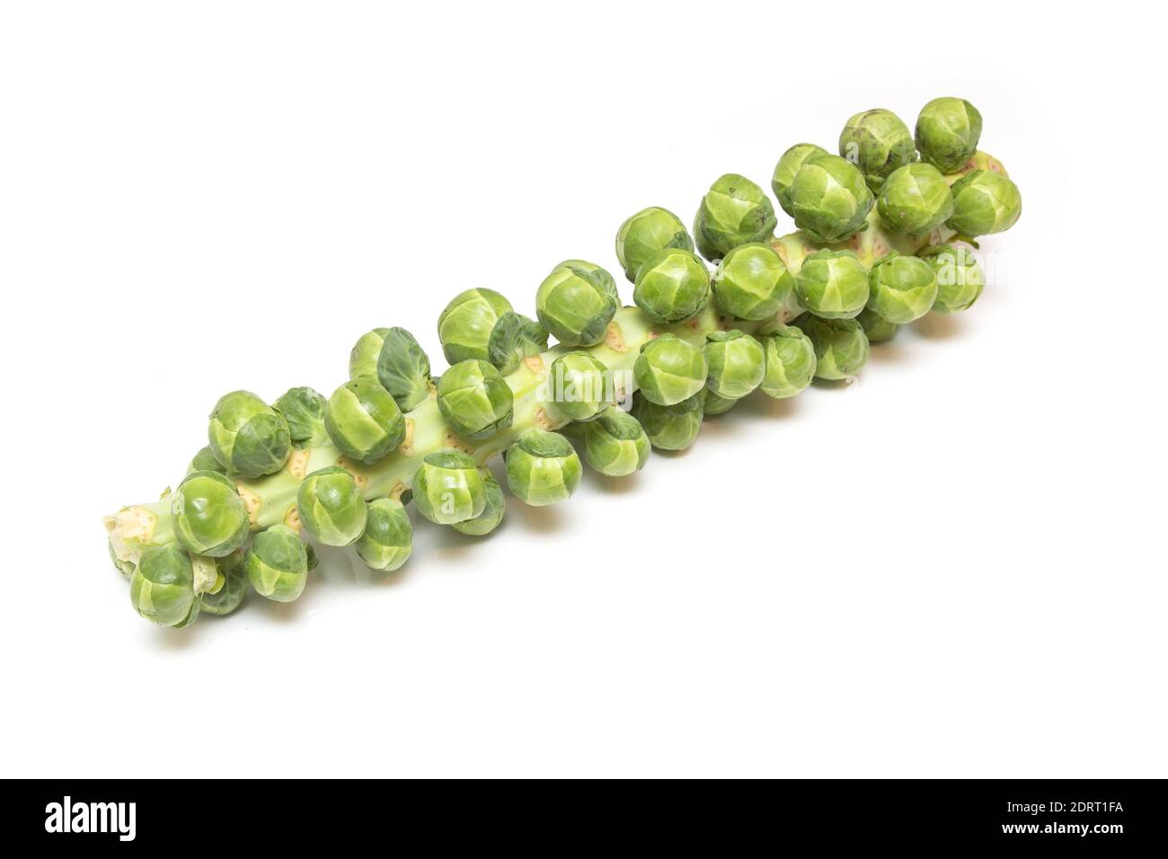 Brussels sprouts on the stem isolated on a white studio background. Stock Photo