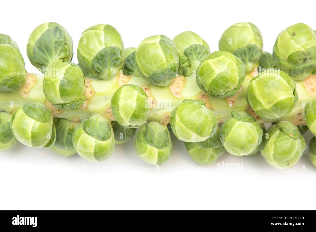 Brussels sprouts on the stem isolated on a white studio background. Stock Photo